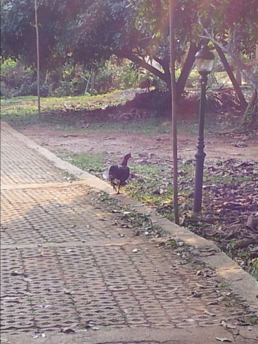 201302 Chiang Mai34
